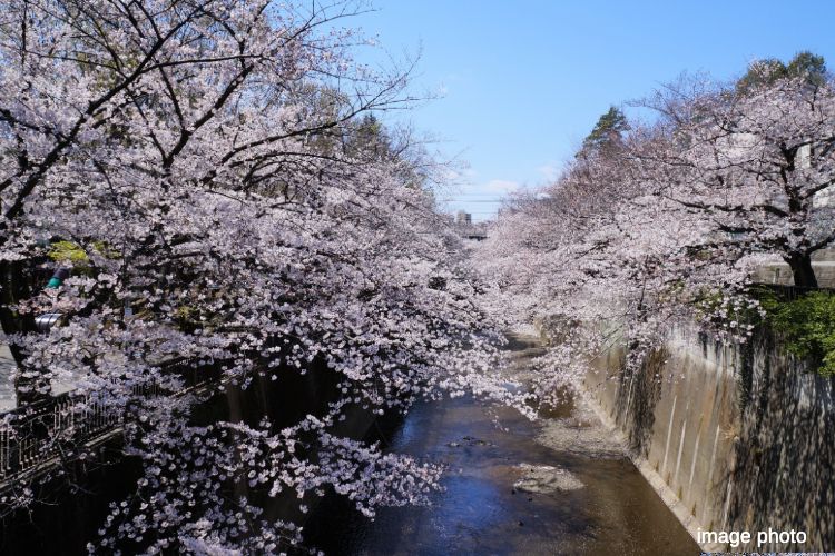 石神井川沿いの桜並木イメージ画像