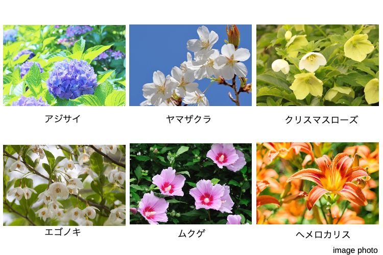 グランアルト加賀の植栽イメージ画像